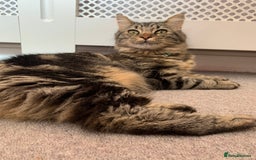 Mixed Breed cats for sale: Beautiful boy seeking forever home  - Image 4