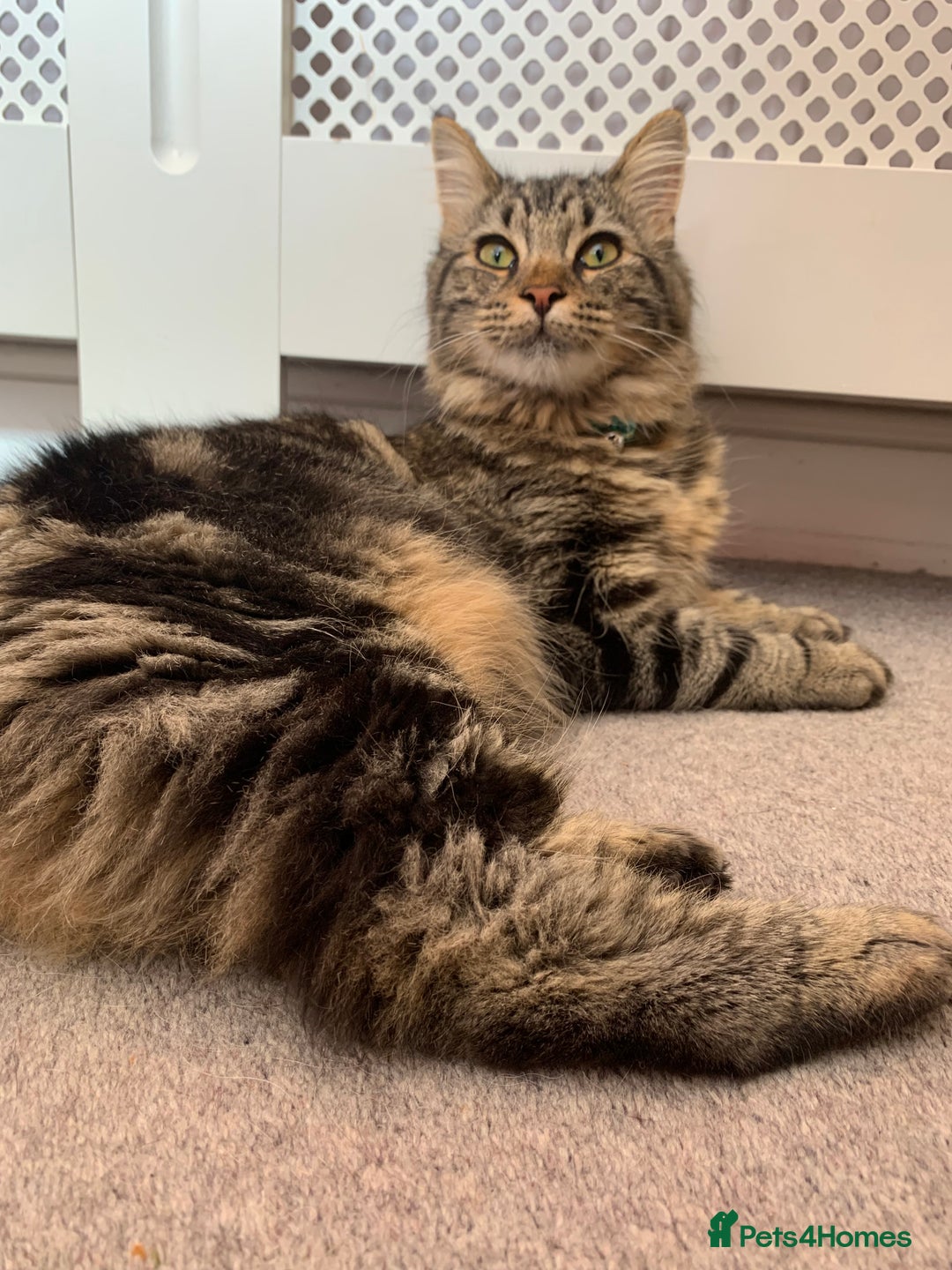 Mixed Breed cats for sale: Beautiful boy seeking forever home  - Image 4