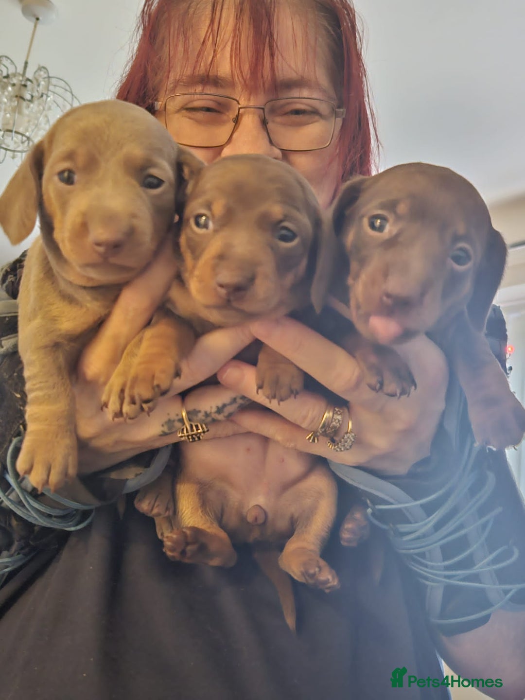 Dachshund dogs for sale: Dachshand girls for sale  - Advert 2