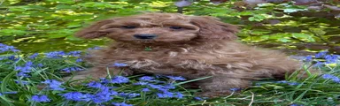 Cavapoo Puppy 2