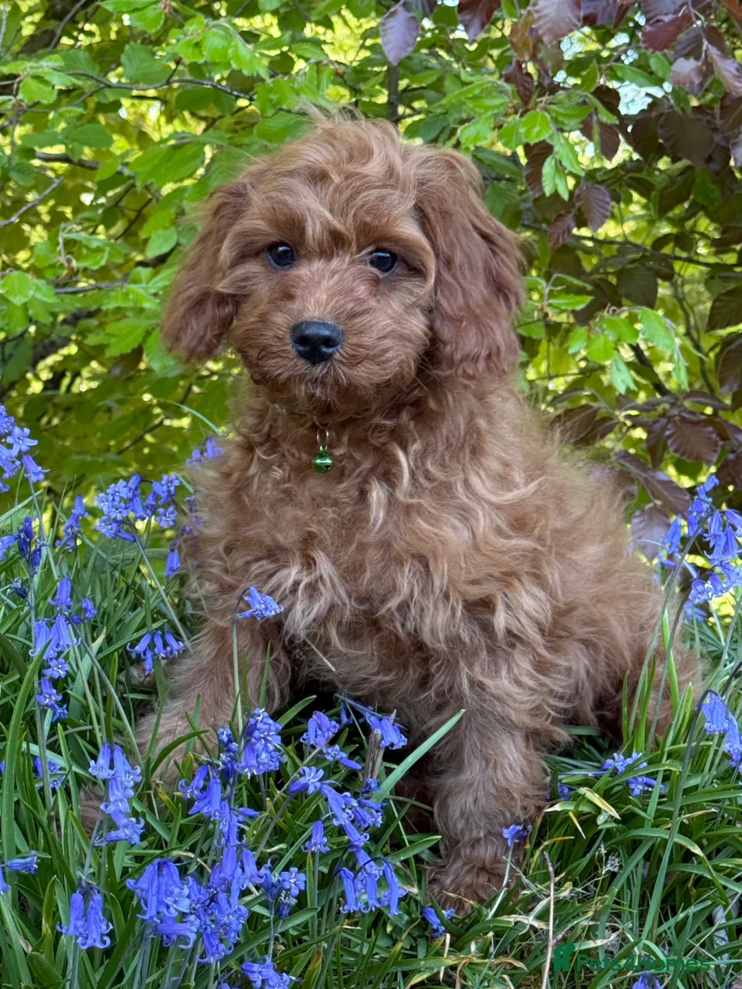 Cavapoo dogs for sale: Taz is looking for his new home - Advert 1