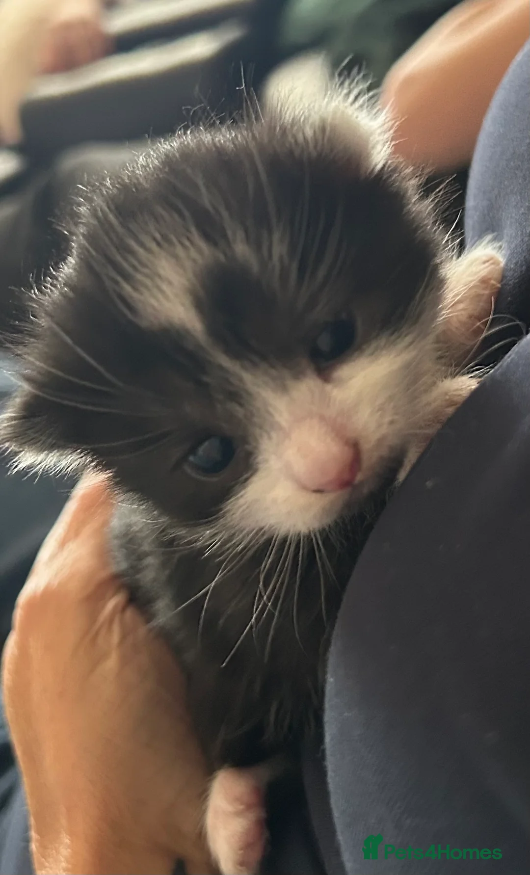 Snowshoe cats for sale: Two snowshoe x domestic kittens  - Advert 2