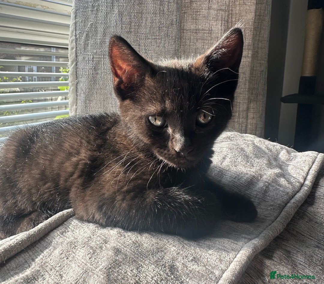 Domestic Shorthair cats for sale: Amazingly Tame, Beautiful Female Kittens  - Image 9