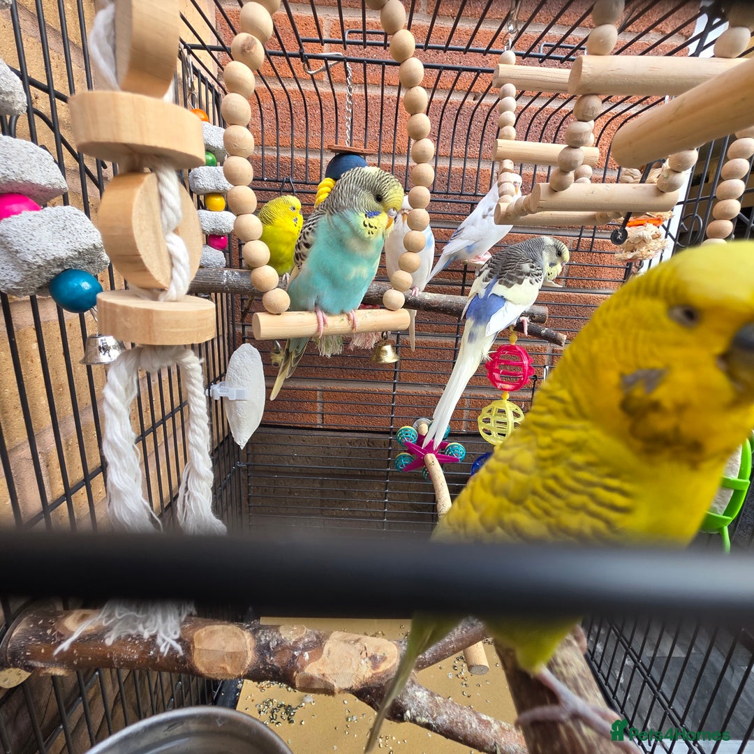 Budgerigars birds for sale: 4 mixed hand tame budgies and large cage - Image 2