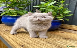 British Shorthair cats for sale: READY TO LEAVE Champion bloodline pedigree kittens - Image 24