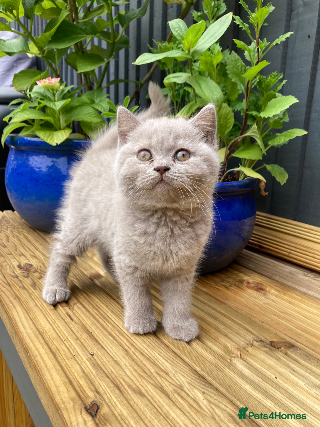 British Shorthair cats for sale: READY TO LEAVE Champion bloodline pedigree kittens - Image 24