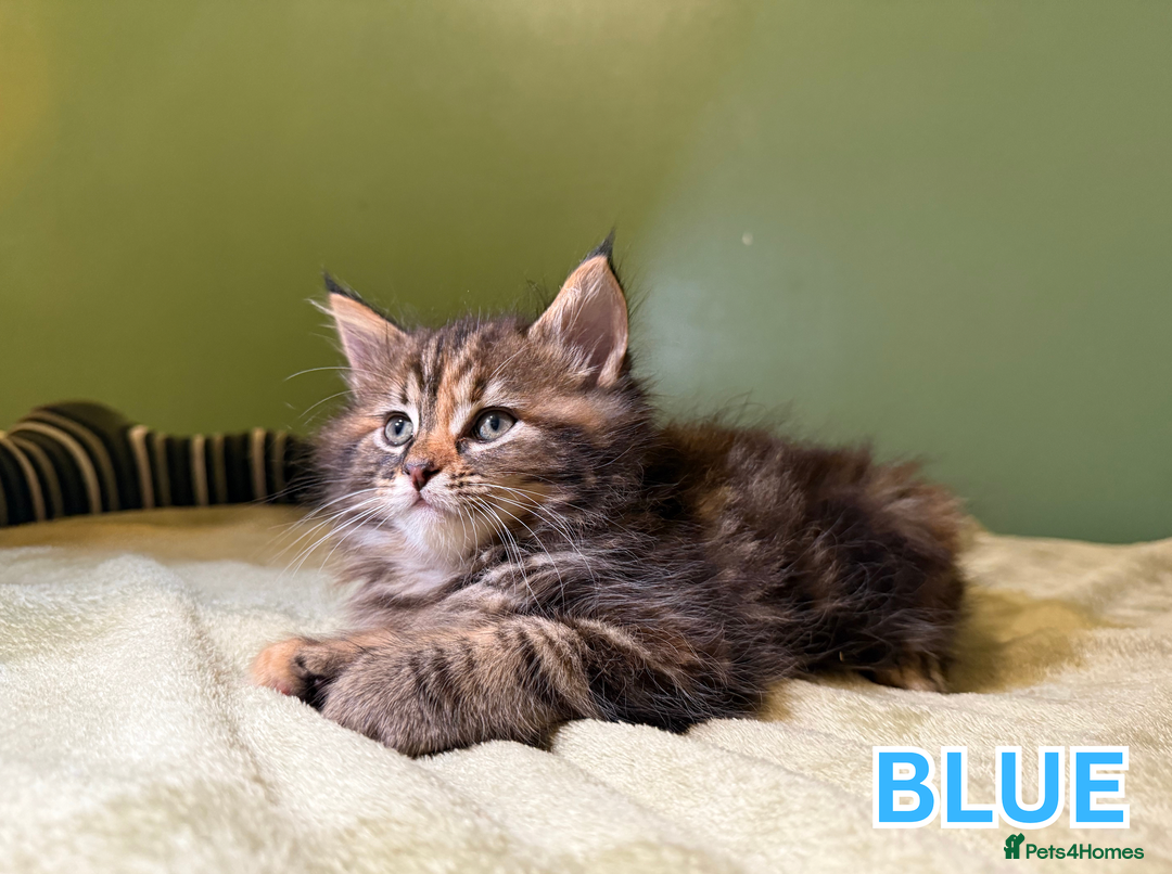 Maine Coon cats for sale: Maine Coon Cross Kittens Ready for Homes! - Advert 6