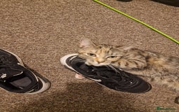 Bengal cats for sale: Lunna - Advert 2