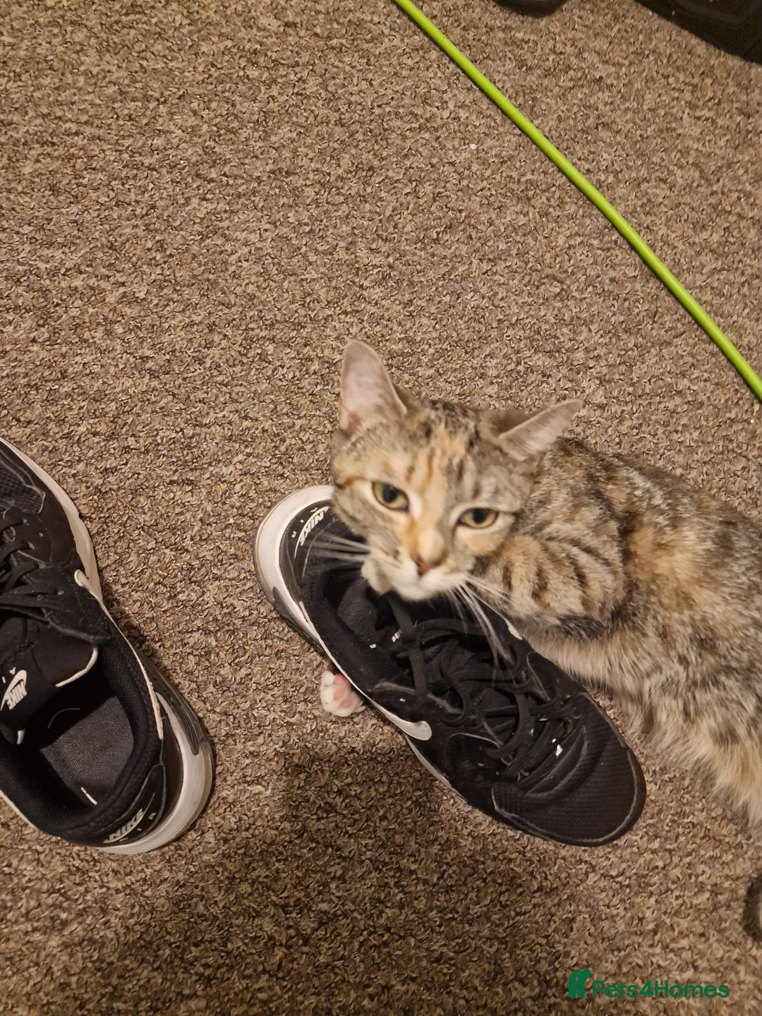 Bengal cats for sale: Lunna - Advert 2