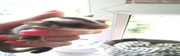 Sugar Glider rodents for sale: Stunning baby sugar gliders  - Advert 14