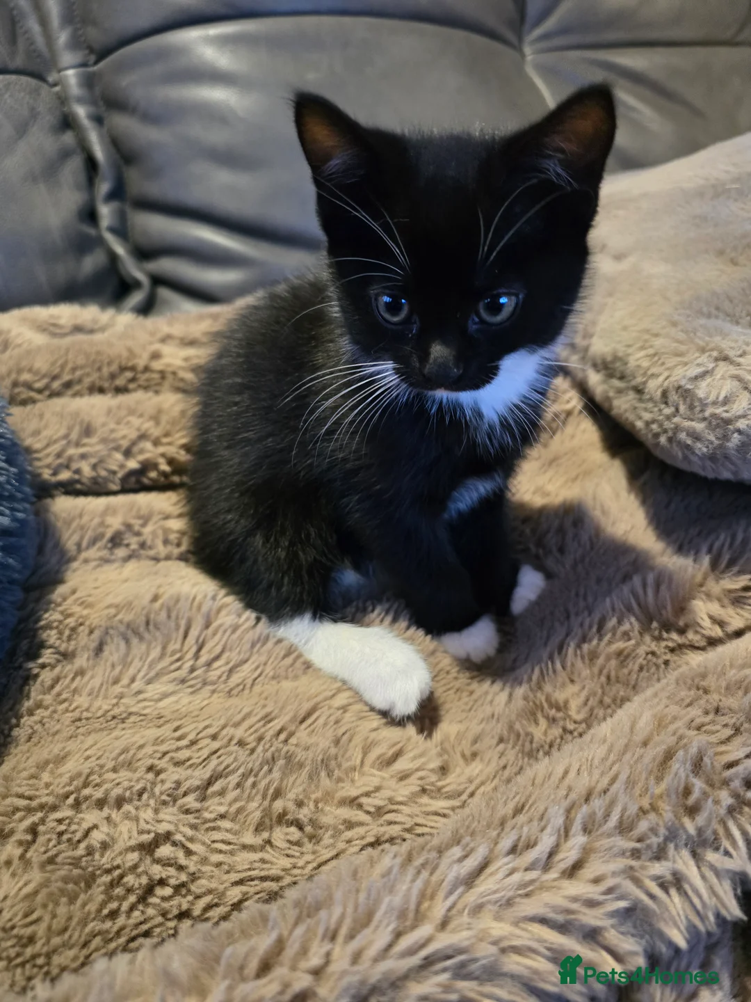 Mixed Breed cats for sale: Adorable Kittens (tri colour/ginger/tuxedo) Ready in Sheffield - Advert 4