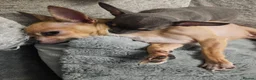 Chihuahua dogs for sale: Tiny stunning chihuahua puppies - Advert 3