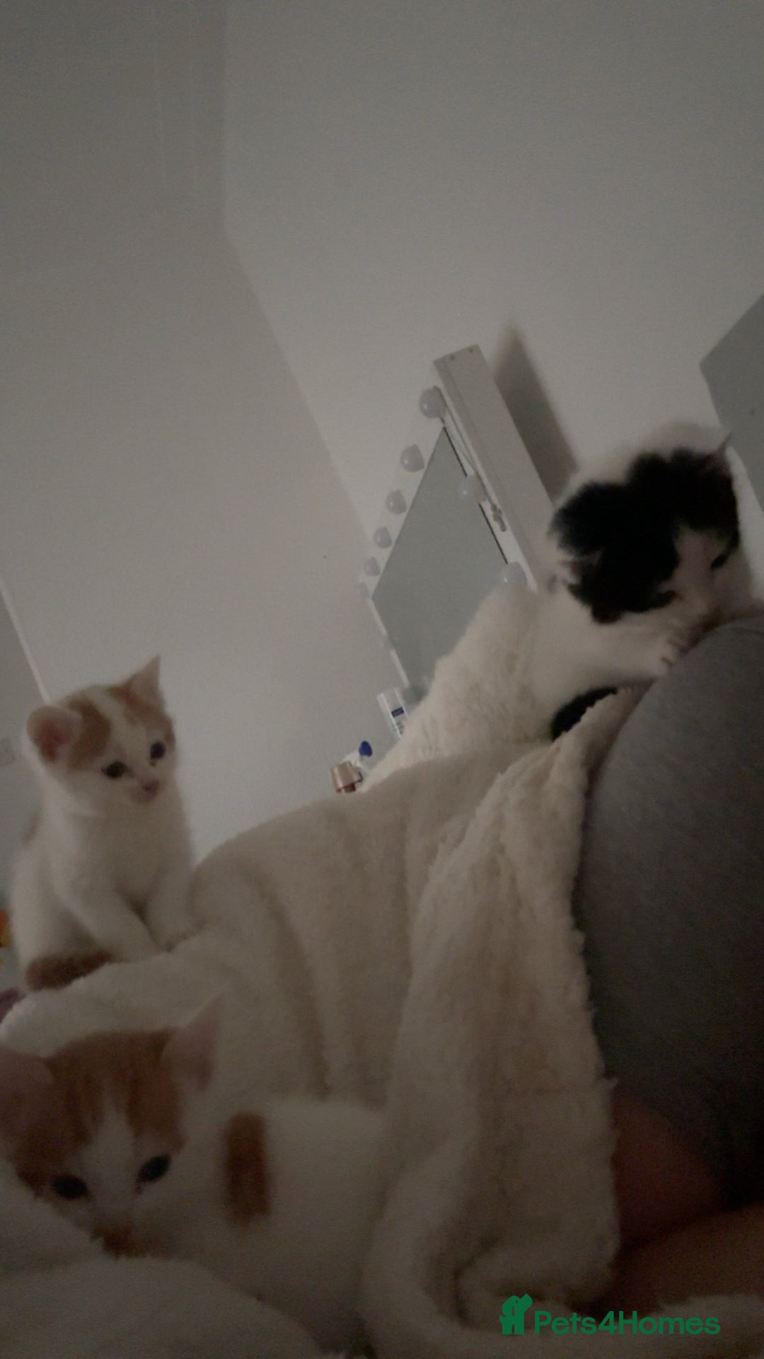 American Shorthair cats for sale: 2 ginger and white calico kittens  - Advert 10