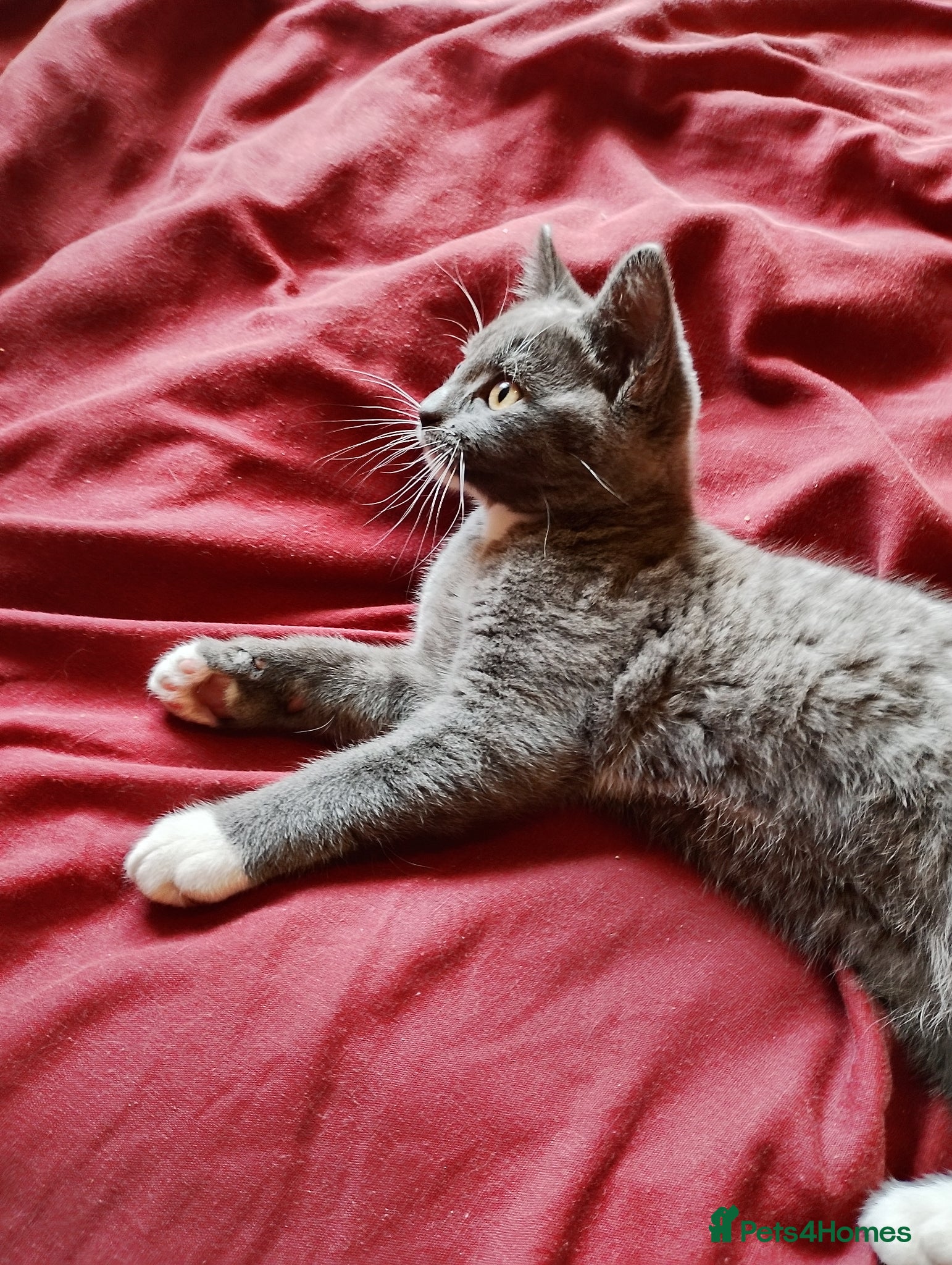 British Longhair cats BEAUTIFUL MALE KITTEN AVAILABLE! - Advert 3