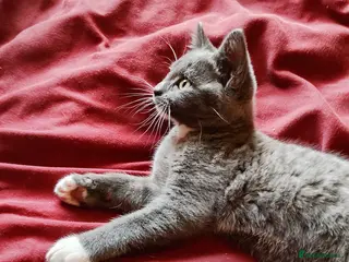 British Longhair cats BEAUTIFUL MALE KITTEN AVAILABLE! - Advert 6