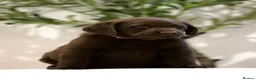 Labrador Retriever dogs for sale: Show Champion Lineage Chocolate Labrador Puppies - Advert 12