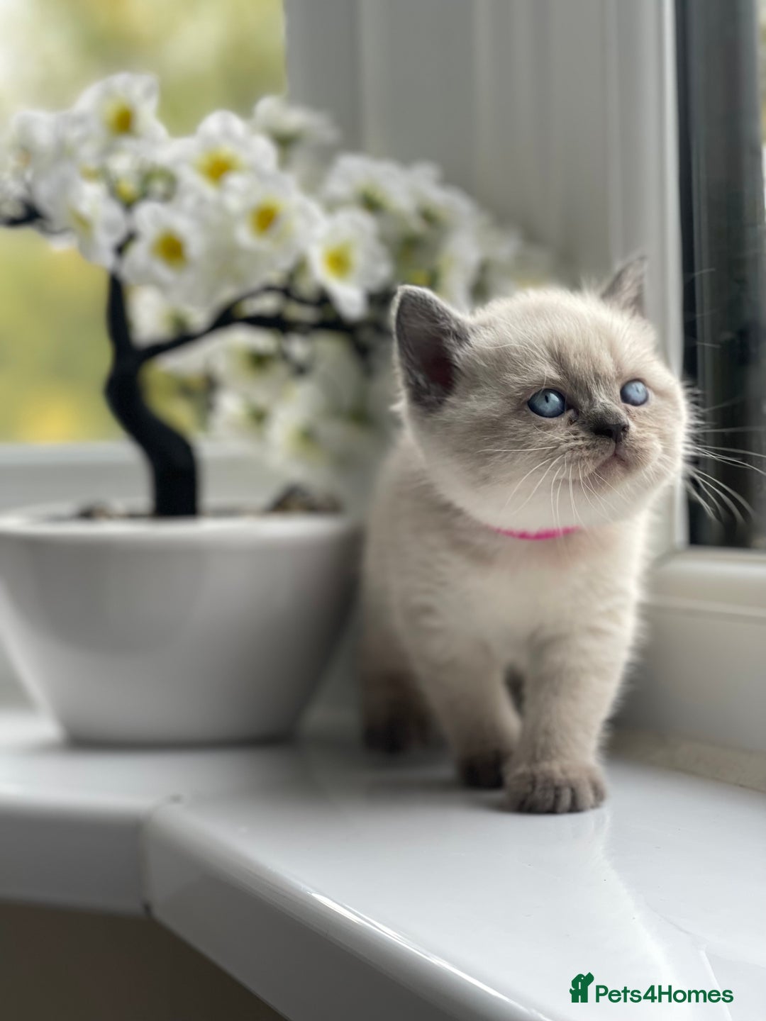 British Shorthair cats for sale: British Shorthair colour point kittens white  - Image 21