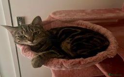 Mixed Breed cats for sale: Female cat looking for forever home  - Image 4