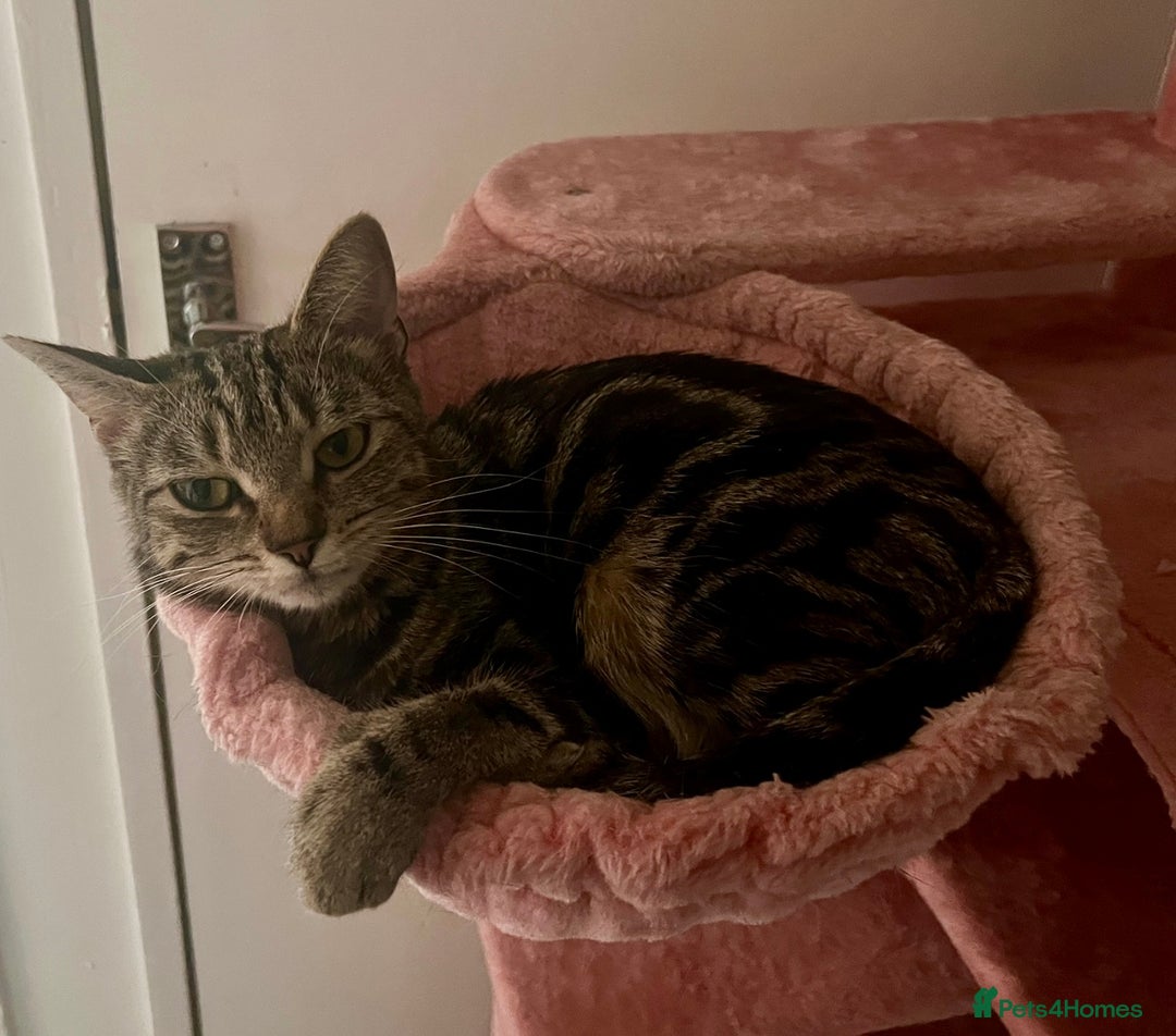 Mixed Breed cats for sale: Female cat looking for forever home  - Image 4