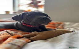 Cane Corso dogs for sale: Cane corso puppies for sale  - Image 4