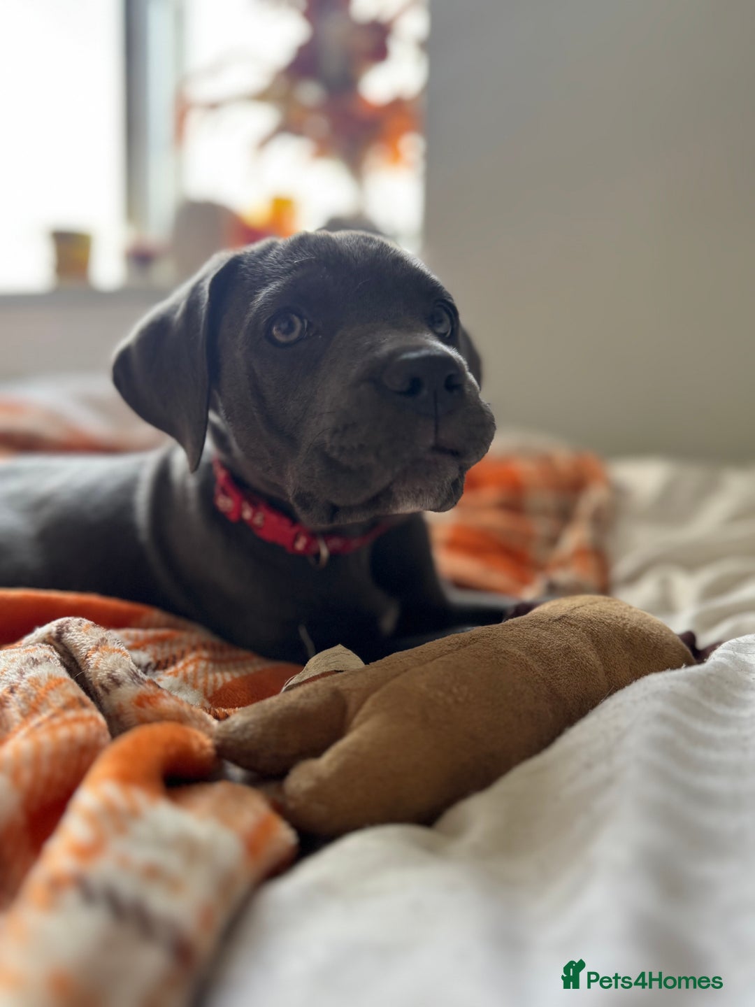 Cane Corso dogs for sale: Cane corso puppies for sale  - Image 4