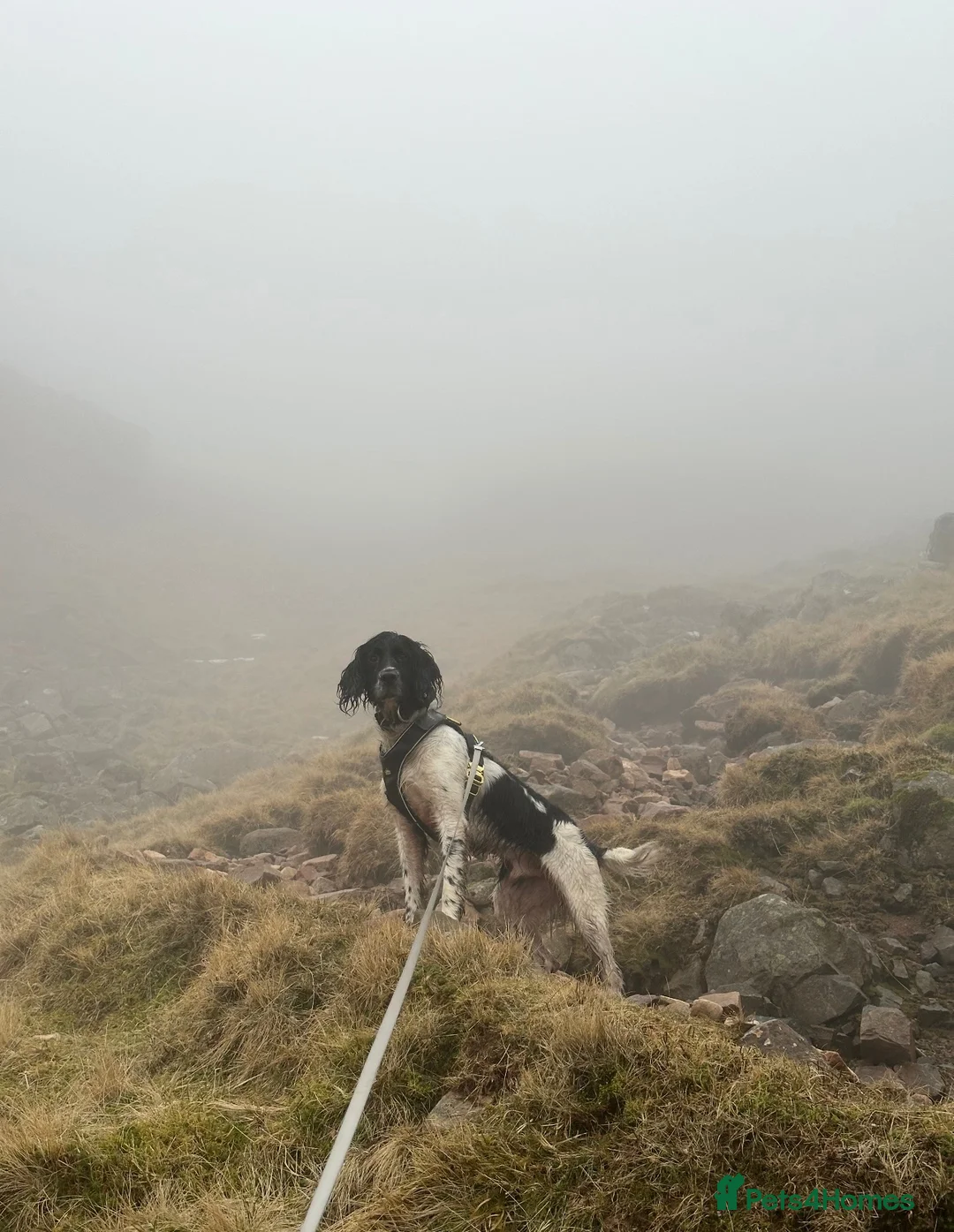 Mixed Breed dogs for sale: Male 3 year old dog in Dunoon - Advert 2