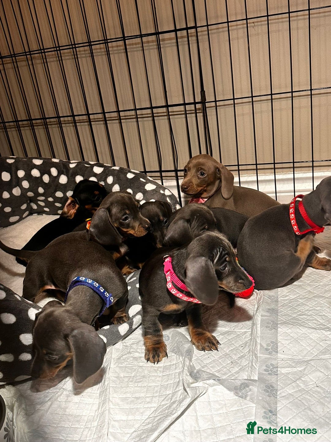 Miniature Dachshund dogs for sale: Beautiful Smooth Haired Dachshund Puppies - Advert 11