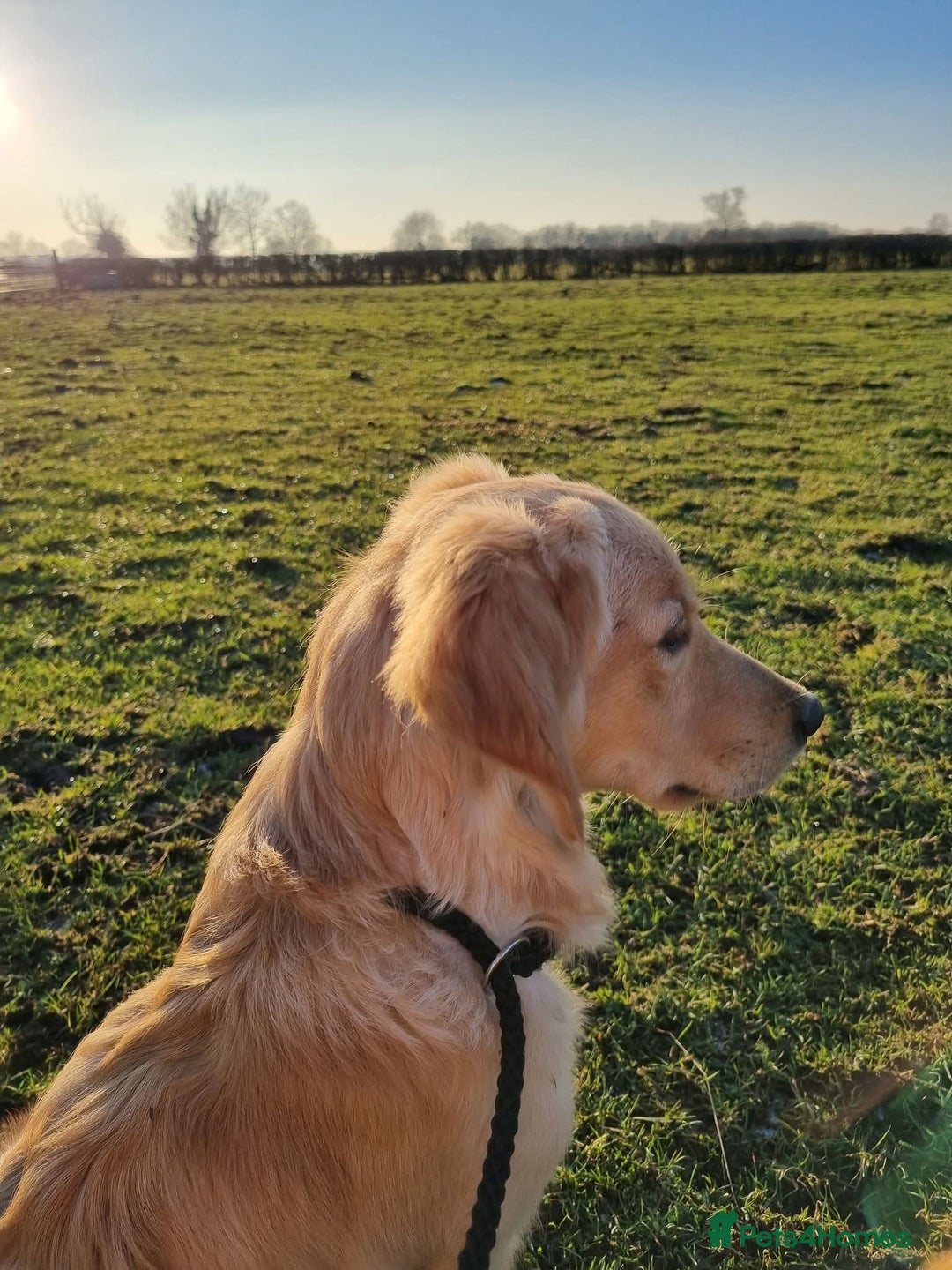Golden Retriever dogs for sale: Stunning KC, working Golden retriever pups - Advert 8