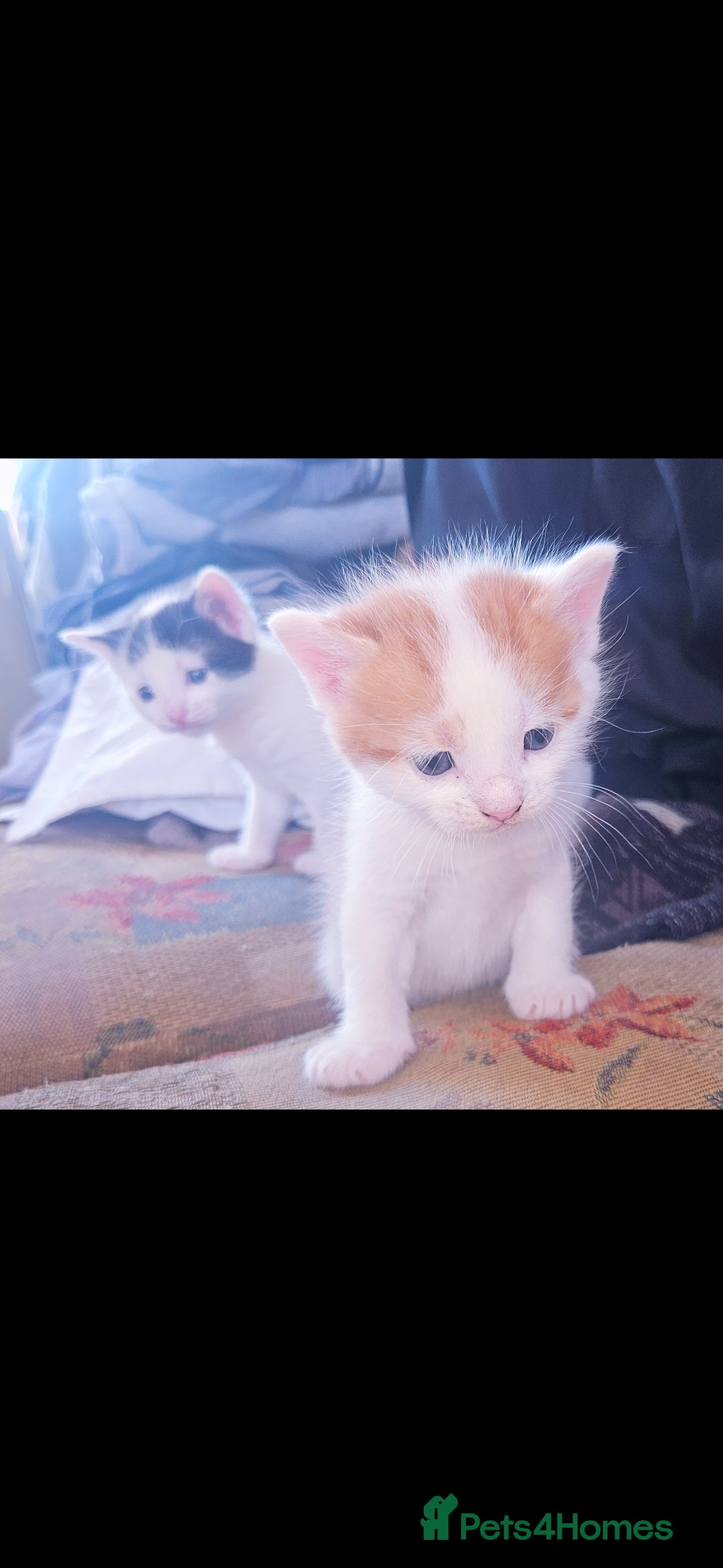 Mixed Breed cats for sale: kittens for sale  - Image 14