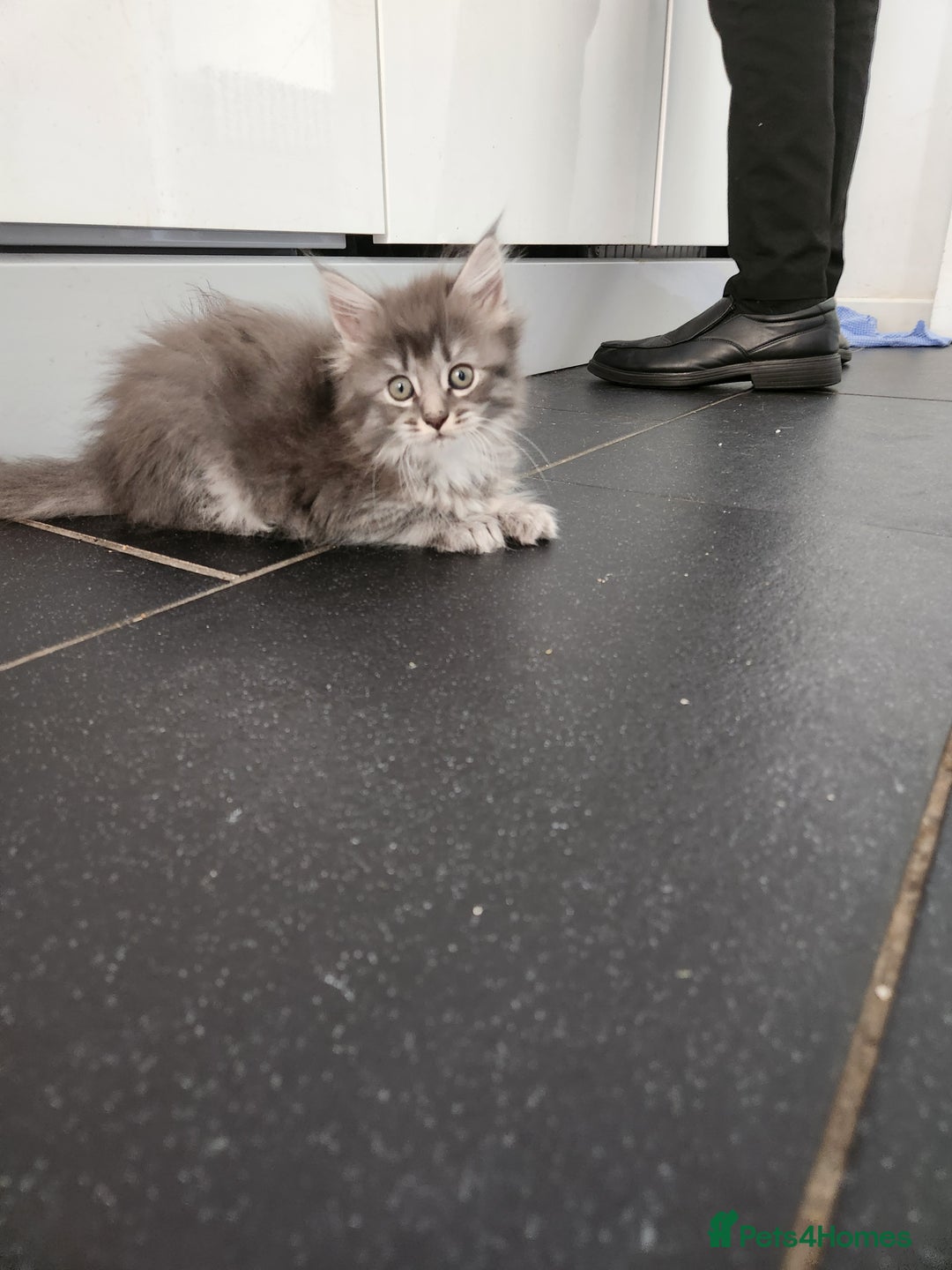 Maine Coon cats for sale: 2 male maine coon kittens - Image 7