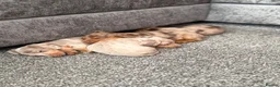 Dachshund dogs for sale: Rabbit miniature dachshund in Chatham - Advert 5