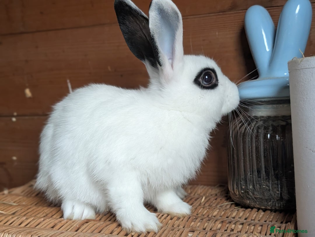 Mixed Breed rabbits for sale: Mixed  - Image 4