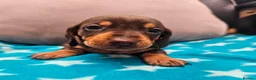Miniature Dachshund dogs for sale: Beautiful KC Miniature Dachshund Puppies 🐾 - Advert 23