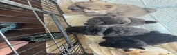 Chow Chow dogs for sale: 5 X chow chow class 1 kc registered  in Manchester - Advert 11