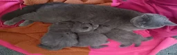 British Shorthair cats for sale: Outstanding British Blue kittens  - Advert 12