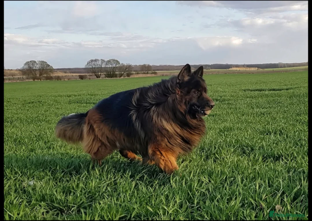 German Shepherd dogs for sale: German shepherd long hair straigh back - Advert 2