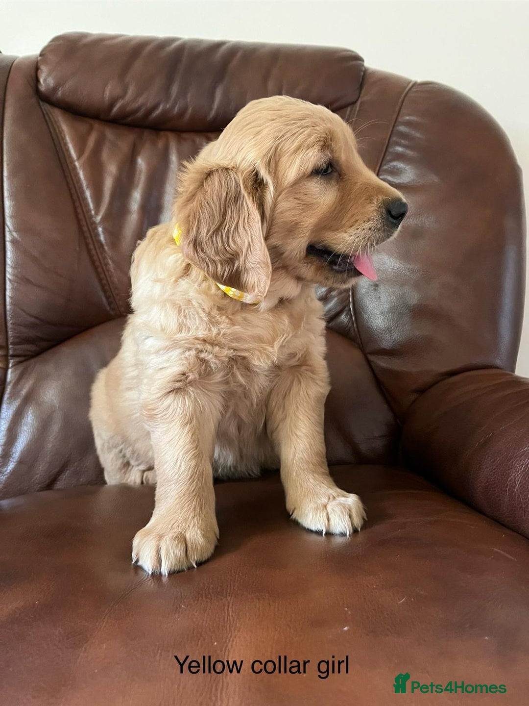 Golden Retriever dogs for sale: Beautiful KC Registered Golden Retriever Puppies  - Image 12