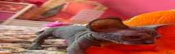 Sphynx cats for sale: Beautiful Sphynx Kittens – Ready 5th October - Advert 4