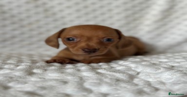 Miniature Dachshund dogs - Advert 3