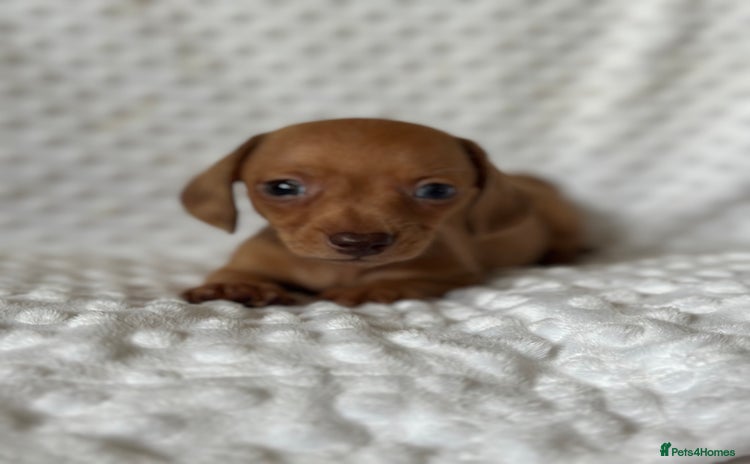 Miniature Dachshund dogs - Advert 2
