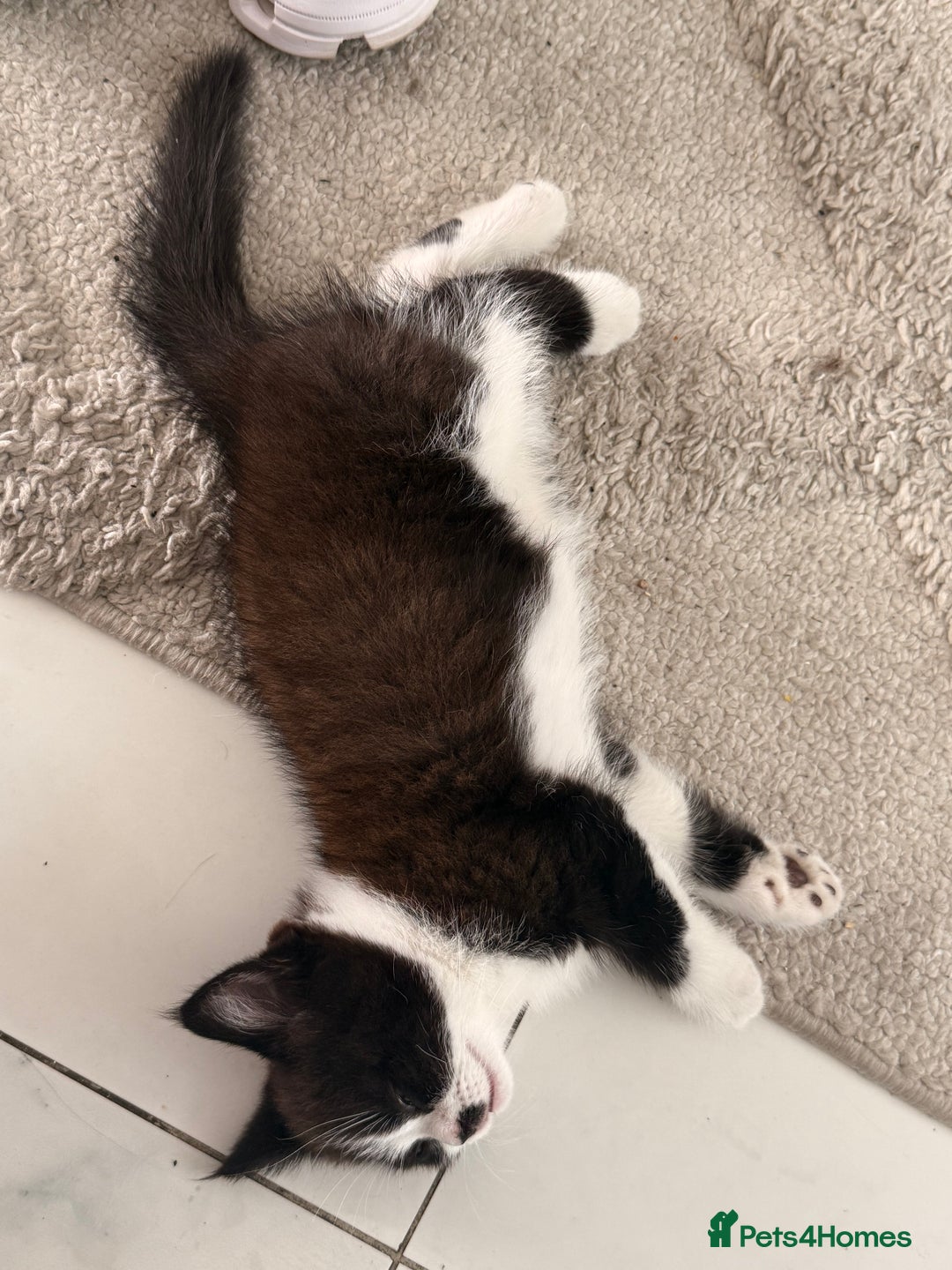 Persian cats for sale: Half Persian male  - Image 8