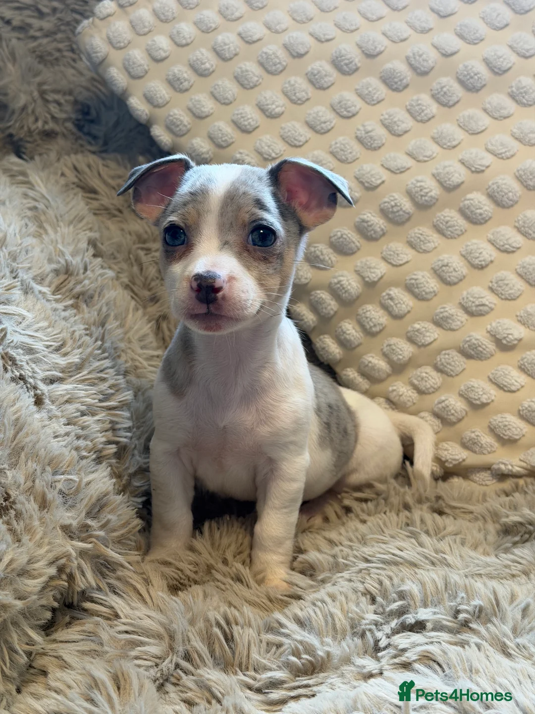 Jack Russell dogs for sale: Miniature Rare Coloured imported line JR babies  - Advert 7