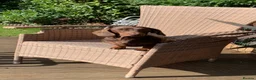 Miniature Dachshund dogs for sale: ONE BOY AVAILABLE FROM LICENCED HOME BREEDER  - Advert 3