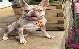French Bulldog dogs for sale: Cookie the French Bulldog - Image 2