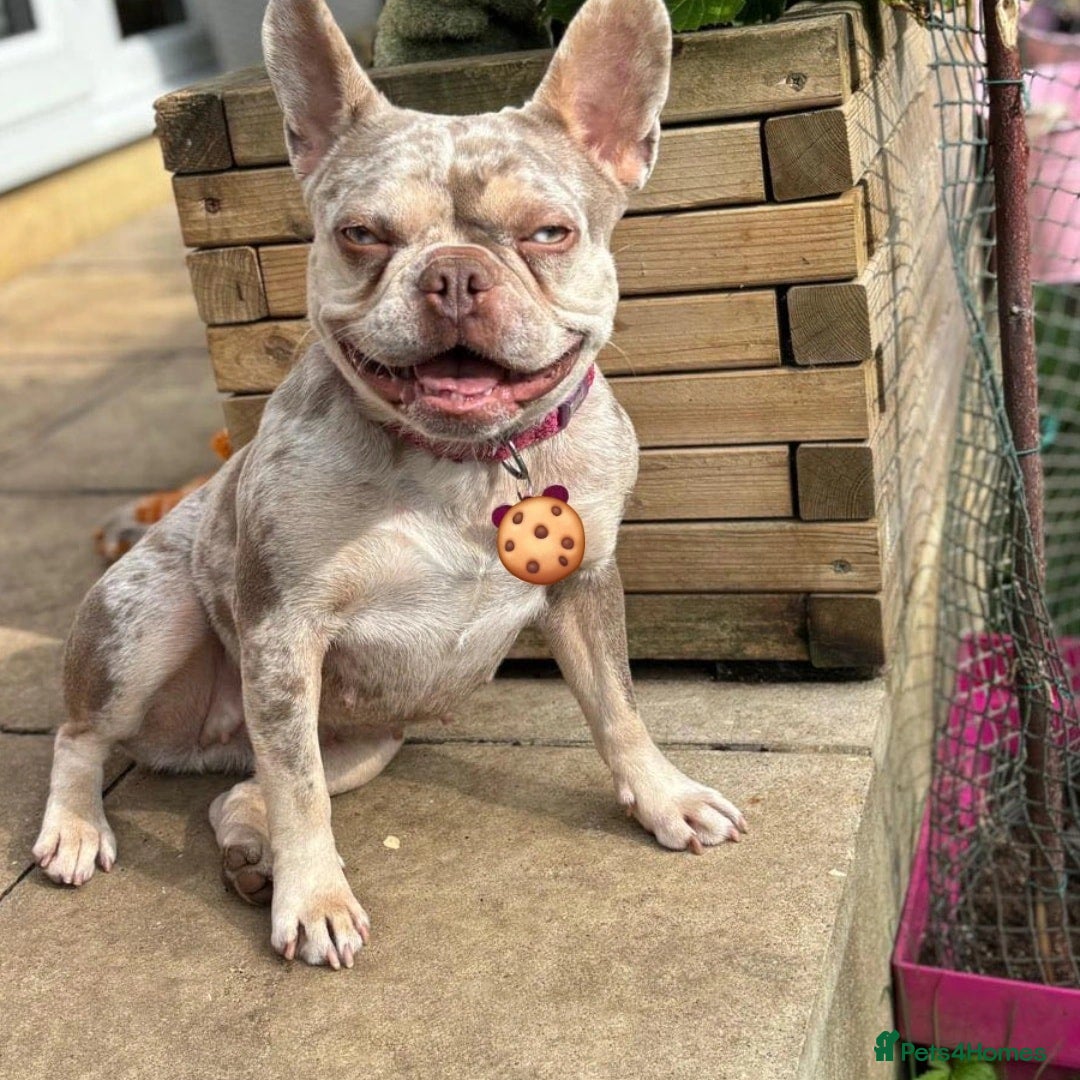 French Bulldog dogs for sale: Cookie the French Bulldog - Image 2