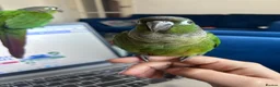 Conures birds for sale: 5 months old baby conure - hand tame  - Advert 7
