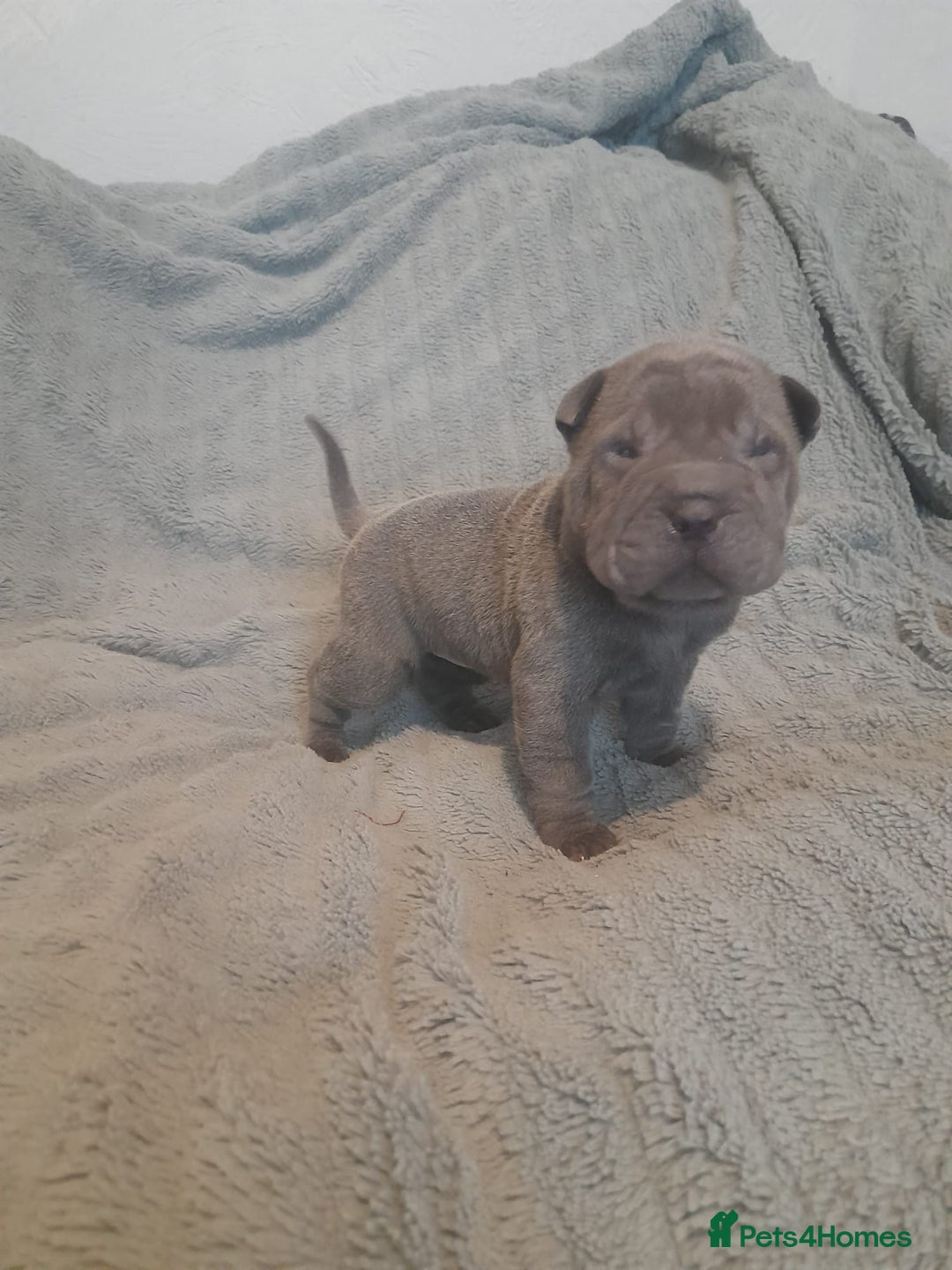 Shar Pei dogs for sale: Beautiful shar-pai pups  - Advert 10