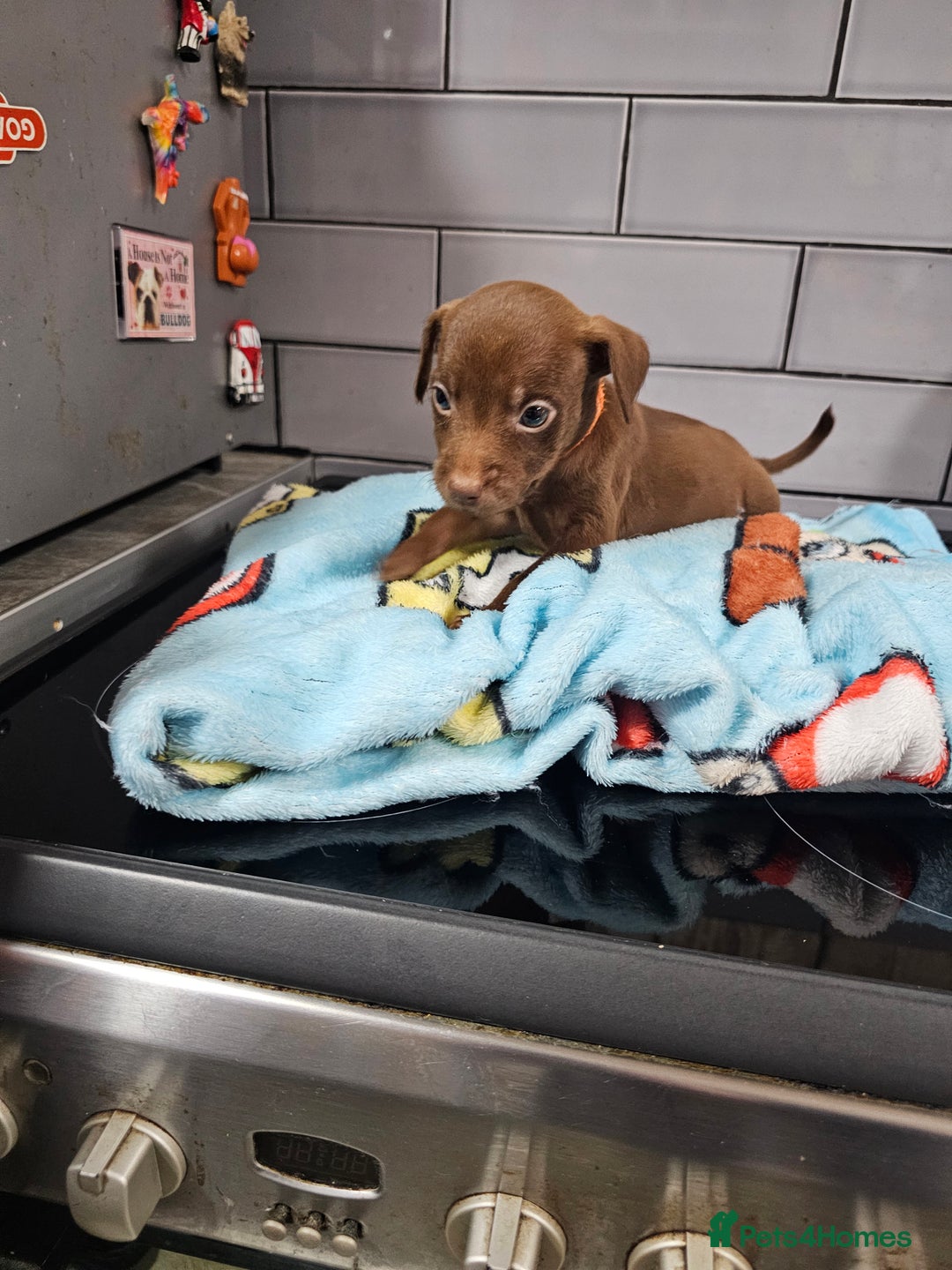 Patterdale Terrier dogs for sale: BEAUTIFUL PATTERDALE TERRIERS FOR SALE  - Advert 10