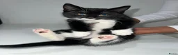 Mixed Breed cats for sale: Beautiful Black Tabby Kittens - Advert 2