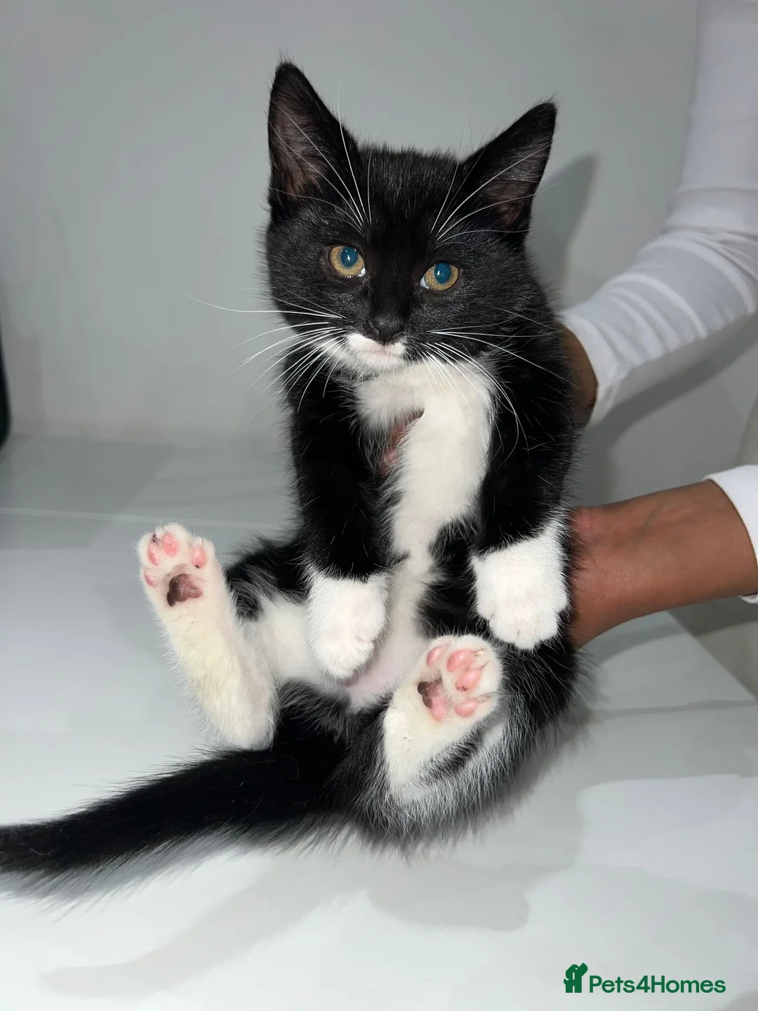 Mixed Breed cats for sale: Beautiful Black Tabby Kittens - Advert 2
